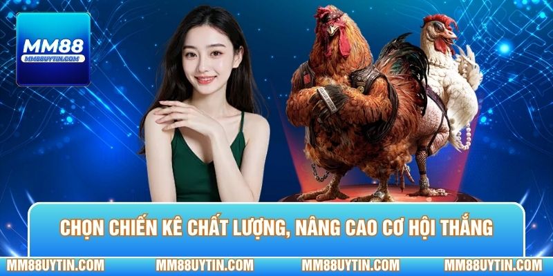 Hướng dẫn chọn chiến kê chất lượng nâng cao cơ hội thắng