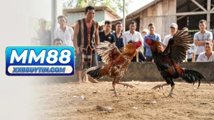thumbnail da ga 88 huong dan choi cap nhat link mm88 moi