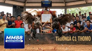 thumbnail truong ga c1 thomo luat choi cach cuoc tai mm88